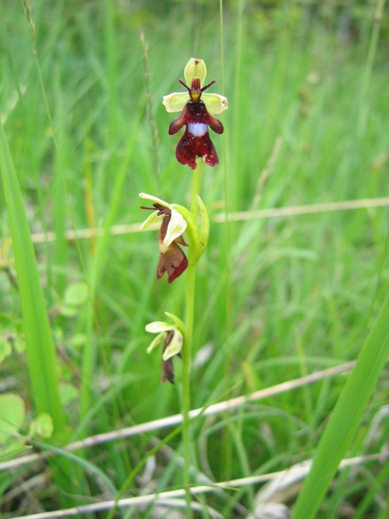 Ophrys insectifera